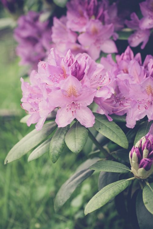 rhododendrons rhododendron pink