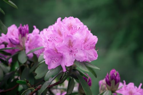 rhododendrons rhododendron pink