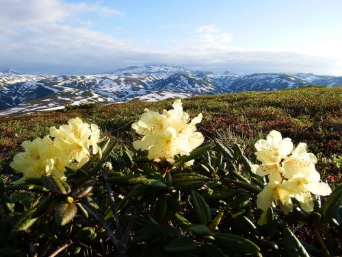 rhododendrons mountain plateau summer