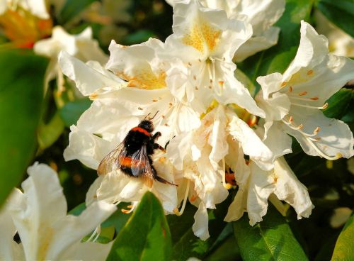 rhododendrons blossom bloom