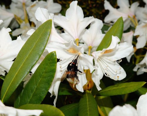 rhododendrons bush flowers