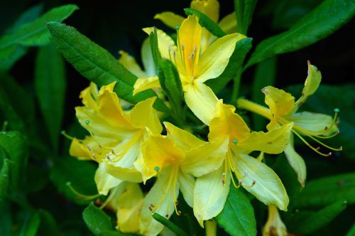 rhododendrons bush flowers