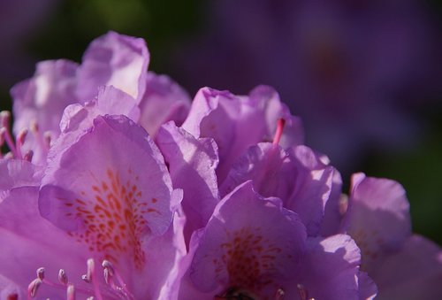 rhododendrons  purple  flower