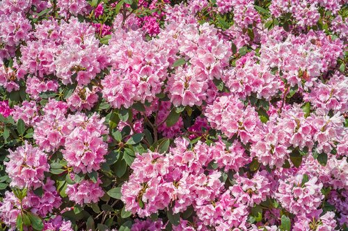 rhododendrons  plant  blossom