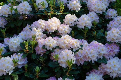 rhododendrons  flowers  bush