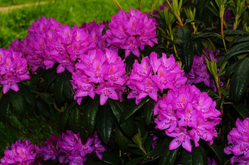 rhododendrons flowers bush