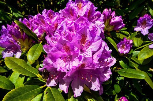 rhododendrons  ericaceae  pink