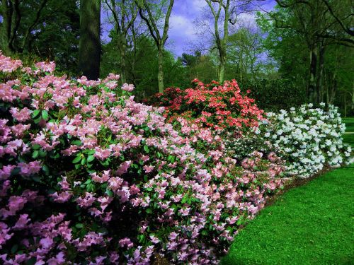 rhododendrons colorful spring