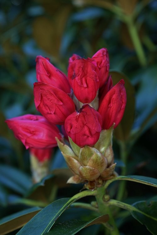 rhododrendron  bud  blossom