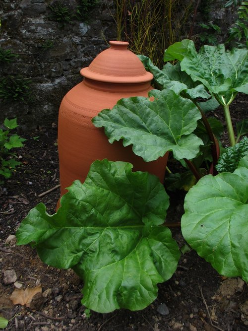 rhubarb  spring  forcer