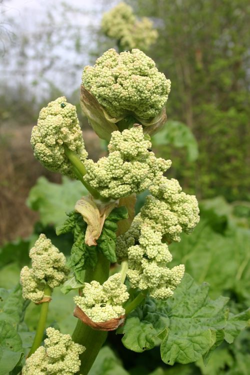 rhubarb green plant