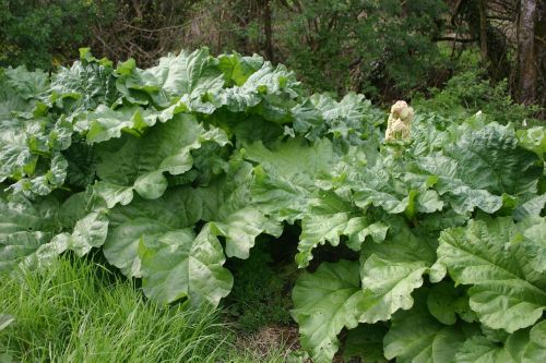 rhubarb plant ireland