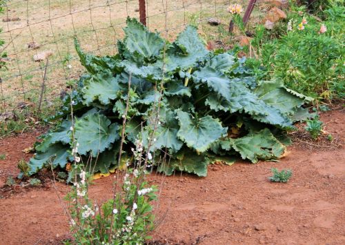 Rhubarb In Garden