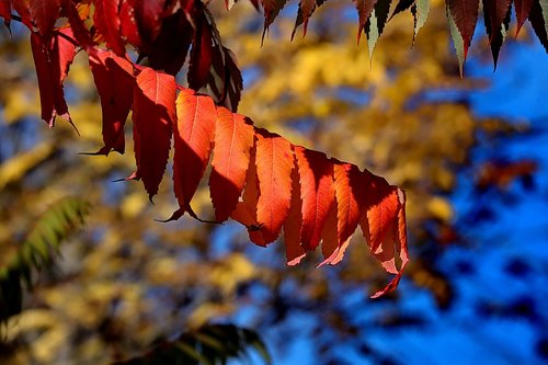 rhus  autumn  leaves