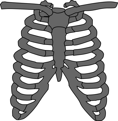 rib cage skeleton gray