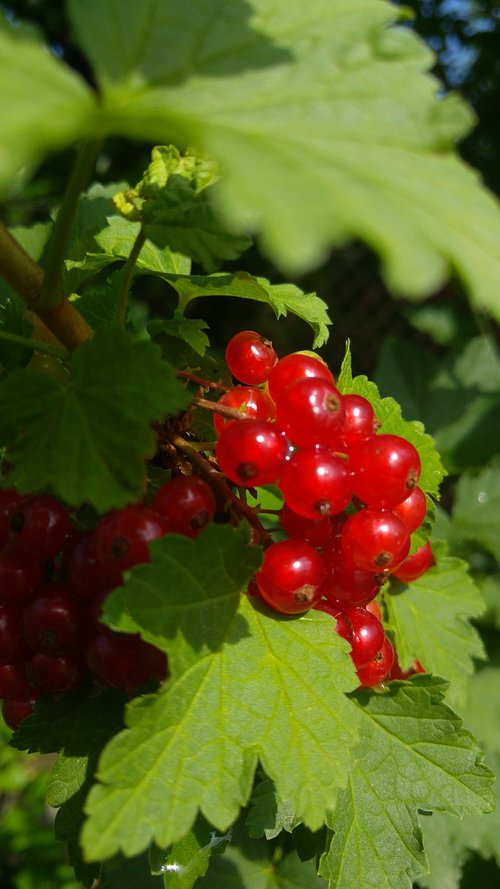 ribes  fruit  red