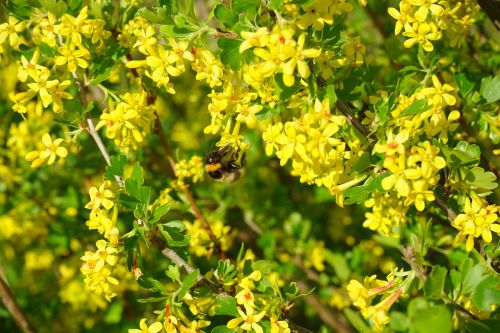 ribes aureum flowers yellow