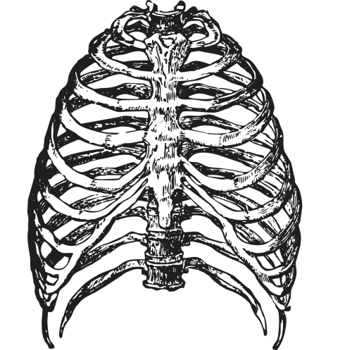 ribs bones skeleton