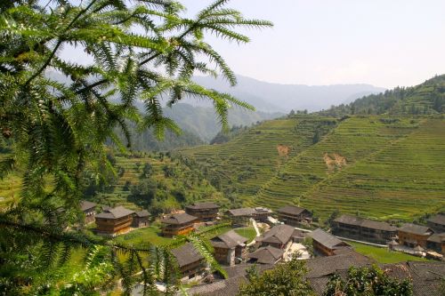 rice plantation rice plantations