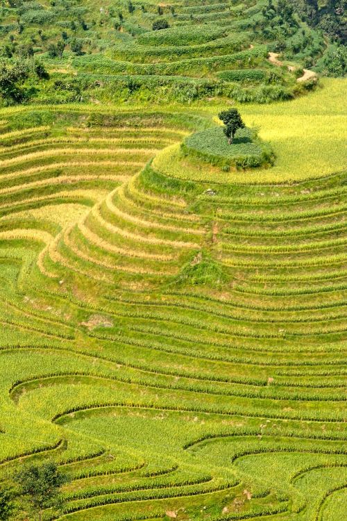 rice plantation rice plantations