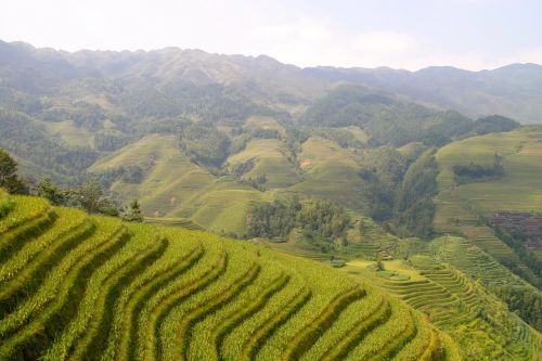 rice plantation rice plantations