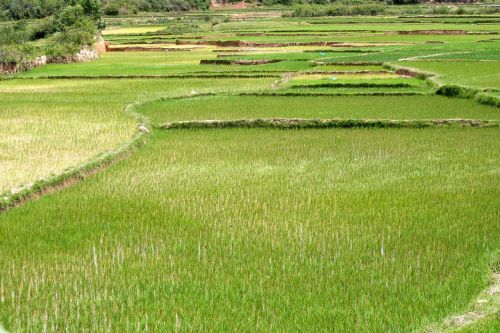 rice field plantation
