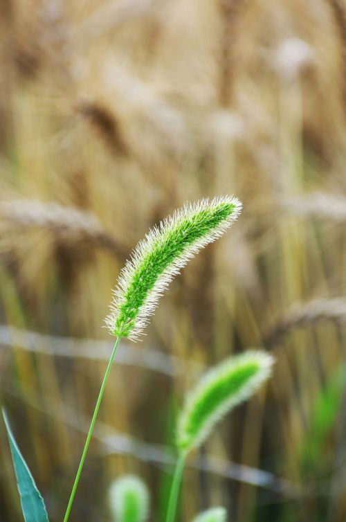 vernal grass wild grass field