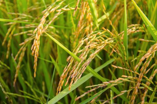 rice sheaves of rice gold