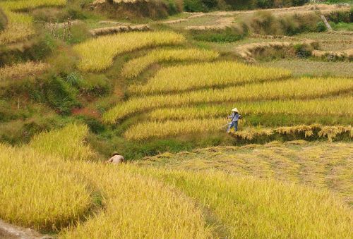 rice harvest paddy