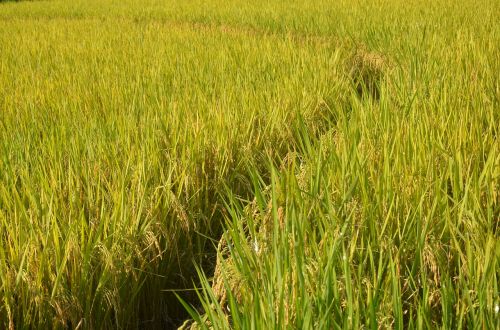 rice autumn mature