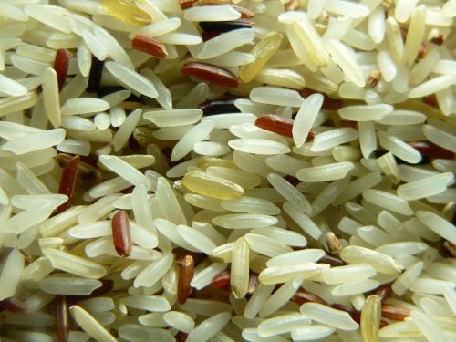 rice seed food