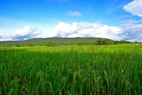 rice fields crops