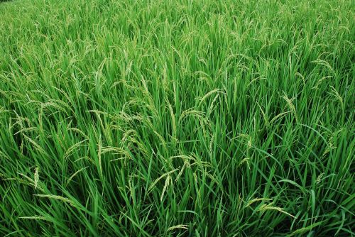 rice rice plant green
