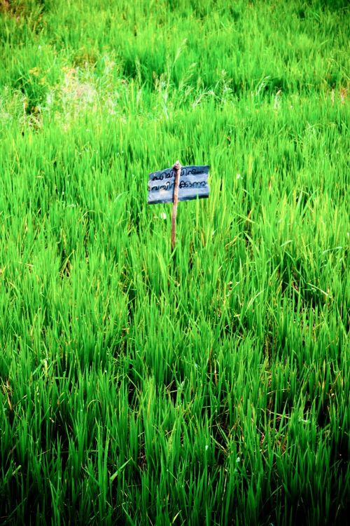 rice paddy rice fields