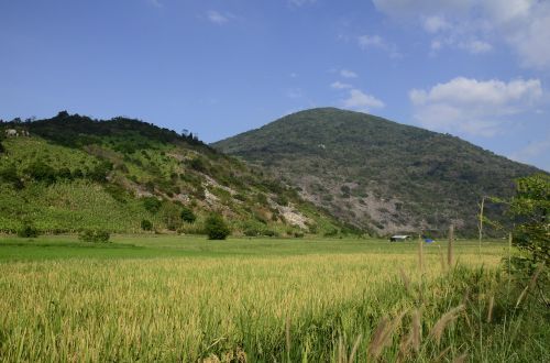 rice farm sky