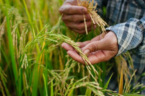 rice nature food