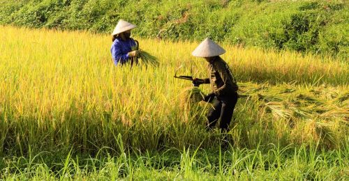 rice silk rice fields