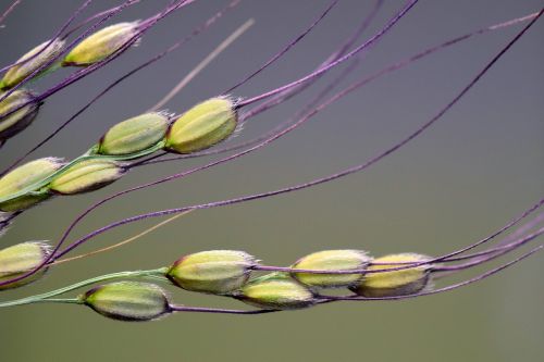 rice rice grains rice spike