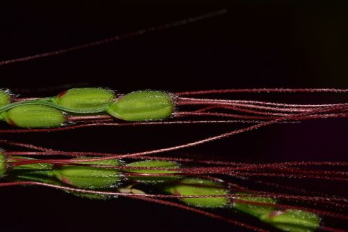 rice close rice grains