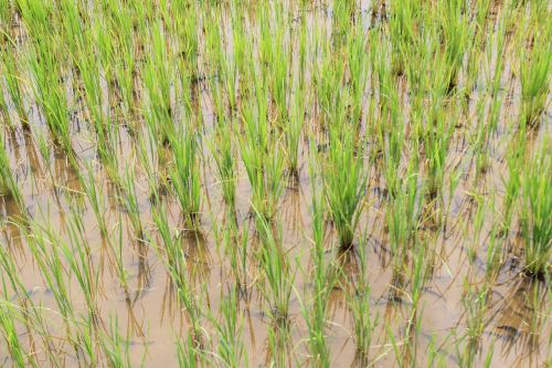 rice farming agriculture