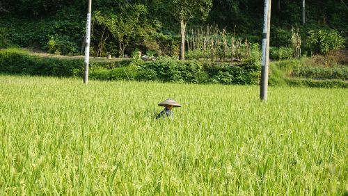 rice farmer humanities
