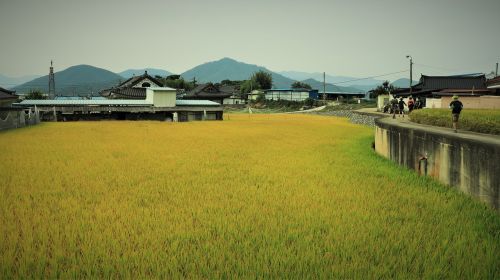 rice fall autumn