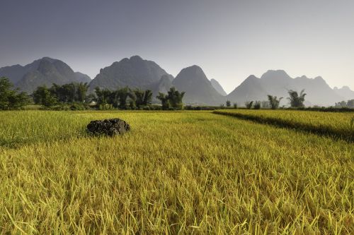 rice vietnam plateau