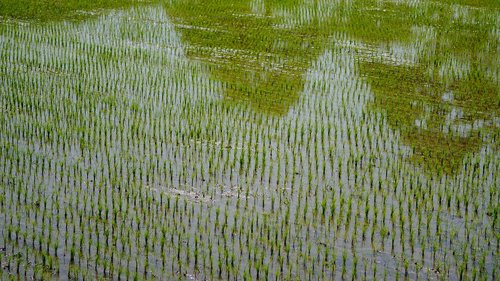 rice  it  farming
