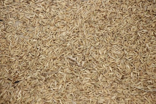 rice  dry  seeds
