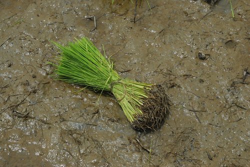 rice  nature  field