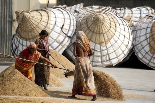 rice  women  bangladesh