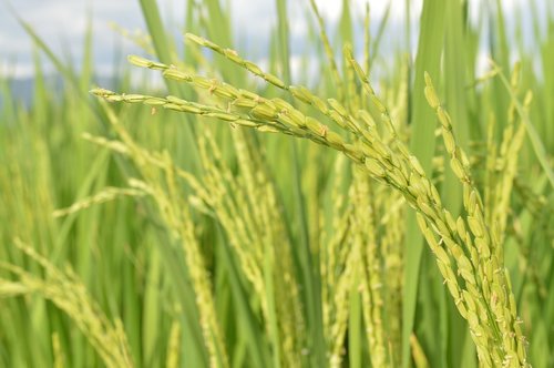 rice  rice field  paddy