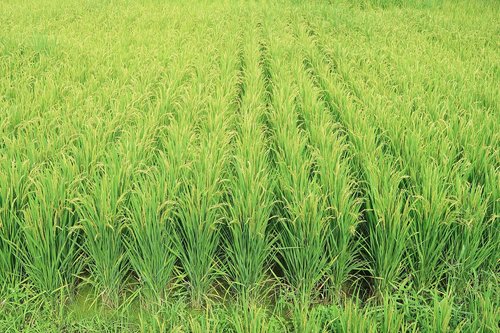 rice  ear of rice  paddy field