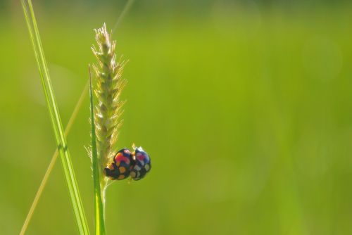 rice ladybug mating